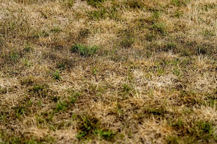 Dead Grass