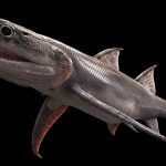 Ancient sharks appeared much earlier than previously thought