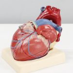 Cancer may cause changes to the heart before treatment