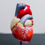 Scientists find new way to heal heart muscle