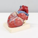 Scientists find drug that prevents sudden cardiac death without side effects