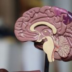 Why Alzheimer’s disease damages certain parts of the brain