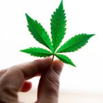 Nearly 1 in 3 people with chronic pain turn to marijuana