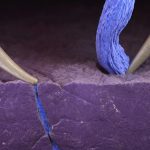Scientists overcome critical hurdle for next-generation battery
