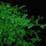 Earth’s first plants likely to have been branched