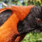 These birds carry poison in their feathers