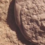 Earth’s first animals had particular taste in real estate, shows study