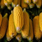 More than a kernel of truth: Corn can add a healthy crunch to your cookout