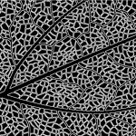 Scientists find link between photosynthesis and fifth state of matter