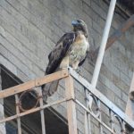 What does it take to thrive in cities, if you’re a bird