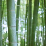 Bamboo could be the next source of renewable energy, shows study