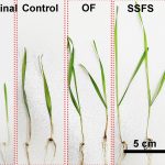 Scientists create smart farming system for cleaner, more productive agriculture