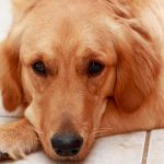 How dog breeds differ in pain sensitivity and how it can fool even vets