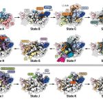 How our cells build the ultimate protein factory