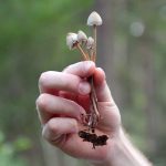 Scientists compare near-death experiences and psychedelic drug trips