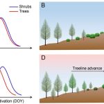 Why trees are beating shrubs in the race upwards
