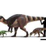 Europe’s unique dinosaurs: Meet the Rhabdodontids