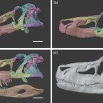 This giant ancient reptile had a bite no stronger than some modern crocs