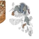 Ancient fish fossil unlocks 100-million-year-old secrets of skull evolution
