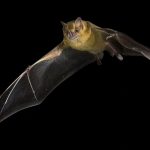 Why bats rarely get cancer and what we can learn from them