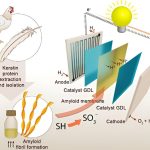 Scientists find way to turn chicken feathers into clean energy