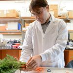 Why are carrots orange? New study reveals the color secret