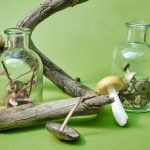 ‘Magic mushrooms’ may help treat mental diseases, study finds