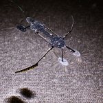 This insect-like robot may be smallest, lightest, fastest ever developed
