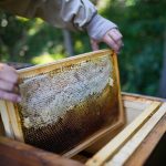Why are bees making less honey now