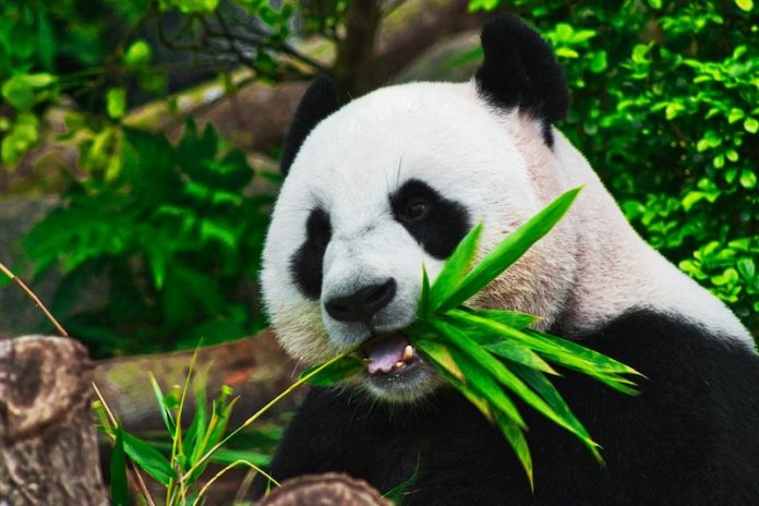 Pandas love ‘social media’, study finds