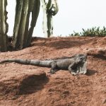Researchers discover 200-million-year-old flying reptile