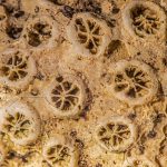 Scientists discover the oldest skin fossil