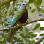 Genome discovery sheds new light on bird evolution