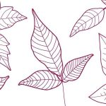 Identifying poison ivy gets trickier with plant variability, shows study