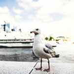 Study reveals animals coexist with humans by mastering risk assessment