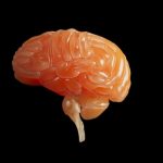 These common viruses can trigger Alzheimer’s