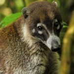 Brain size doesn’t guarantee smarter foraging: study challenges long-held theory