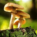 Can ‘magic mushrooms’ help treat stutter?