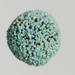How viruses affect your liver and kidney health