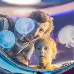 Jelly sea creatures could inspire efficient underwater robots