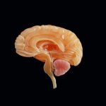 Research reveals vicious cycle of protein accumulation in Alzheimer’s and aging