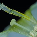 Scientists create soft robot leg inspired by spider’s limb