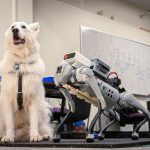 Scientists find way to optimize robotic guide dogs