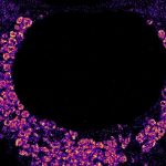 New microscope technique reveals how COVID-19 virus replicates inside cells