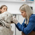 Common causes and treatments of Lyme disease you need to know