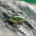 Frogs quickly adapt to pesticides, shows study