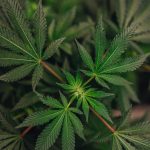 How marijuana use can change your gene