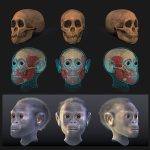 How old are South African fossils like the Taung Child? Study offers an answer