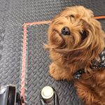 How your stress smell can make your dog feel down