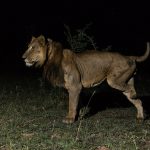 Incredible lion brothers make record-breaking swim in dangerous waters